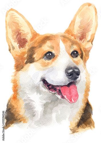 Stock Image: Water colour painting of Pembroke welsh corgi 124 Corgi Portrait, Corgi Dog Breed, Welsh Corgi Pembroke, Watercolour Animals, Pembroke Corgi, Corgi Drawing, Painting Colour, Corgi Art, Famous Portraits