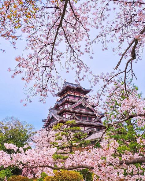 📸Photo of the day by tera_2002 via IG Cherry blossoms and the castle 📍Fushimi-Kuyama Castle #livinginjapan #japan #japantravel #japantravelguide #japantravelphoto #japantrip #japantraveller #travel #traveller #sightseeing #sightseeingjapan #beautifuljapan #beautiful #beauty #kyoto #kyotojapan #kyototrip #osaka #osakajapan #tokyo #cherryblossoms #sakura Living In Japan, Korea Wallpaper, Japan Life, Japan Travel Guide, Japan Culture, Southeast Asia Travel, Soft Aesthetic, Korean Aesthetic, Osaka Japan