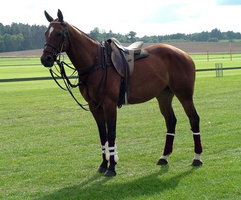 What is the perfect age for a polo horse? Polo Ponies, Polo Players, Horse Beautiful, Beautiful Horses Photography, Polo Horse, Sport Of Kings, Polo Pony, Majestic Horse, Equestrian Sports