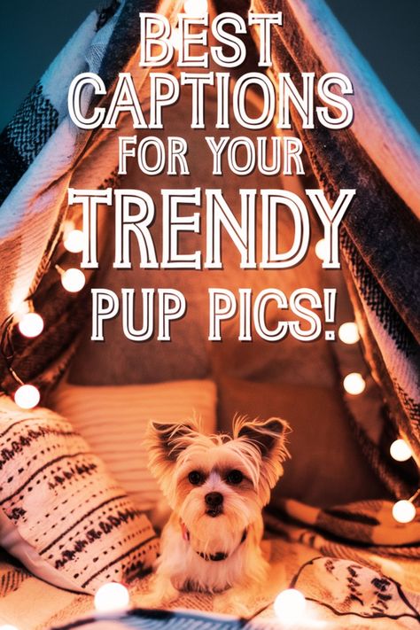 A lovable Yorkie captured in a beautiful shot, great for animal captions Instagram fans will like. Best Dog Ever Quotes, Dog Sibling Quotes, Pets Creative Ads, Instagram Captions For Dogs Pictures, Cute Dog Quotes For Instagram, Funny Dog Quotes For Instagram, Caption For Dogs Instagram Post, Dog Ig Captions, New Puppy Quotes