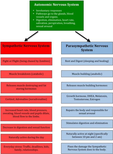 sympathetic vs. parasympathetic nervous system Sympathetic Vs Parasympathetic, Paramedic School, Study Resources, Respiratory Therapy, Parasympathetic Nervous System, Nursing School Tips, Autonomic Nervous System, Nursing Tips, The Nervous System