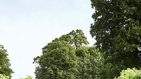 Chrissie Rucker White Company country garden | House & Garden Chrissie Rucker, Hydrangea Arborescens Annabelle, Tree Gardens, Hornbeam Hedge, 17th Century House, Hydrangea Arborescens, Herbaceous Border, Gravel Path, White Company