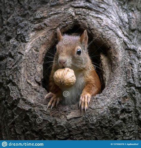 Eurasian Red Squirrel Sciurus Vulgaris Looks Outside a Hollow on a Tree Stock Photo - Image of beauty, black: 157958378 Squirrel Puns, Squirrel Pictures, Cute Squirrel, Baby Squirrel, Red Squirrel, Koala Bear, Chipmunks, A Tree, Ebern Designs