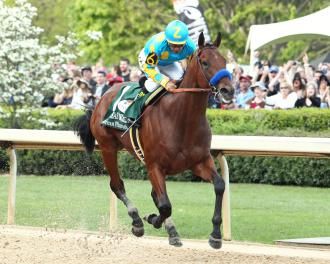 American Pharoah dominates Arkansas Derby | Daily Racing Form Foals Playing, Thoroughbred Racehorse, American Pharoah, Derby Winners, Triple Crown Winners, Derby Horse, Belmont Stakes, Thoroughbred Horse Racing, Sport Of Kings