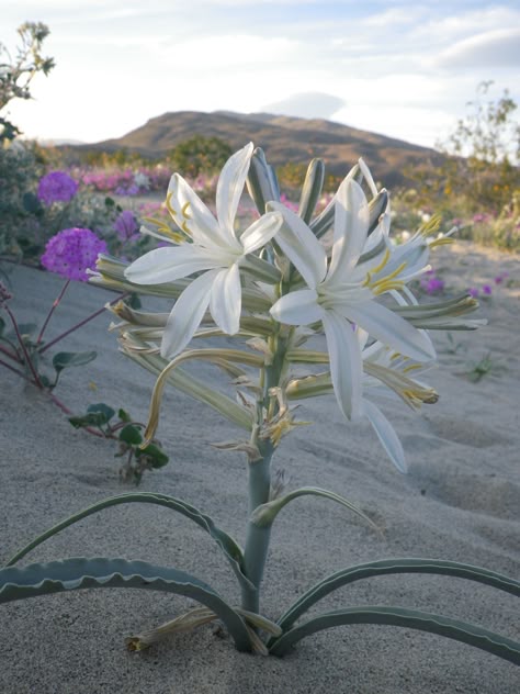 Hesperocallis undulata "desert lily" White Desert Aesthetic, Desert Lily, Lilies Drawing, Desert Rose Plant, Desert Flowers, Desert Plants, Nature Plants, Pretty Plants, Desert Rose