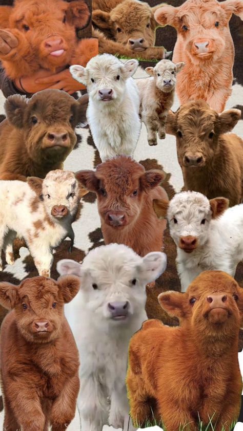 Highland Cow Wallpaper, Mini Highland Cow, Cows Mooing, Pet Cows, Cow Wallpaper, Mini Cows, Baby Highland Cow, Baby Farm Animals