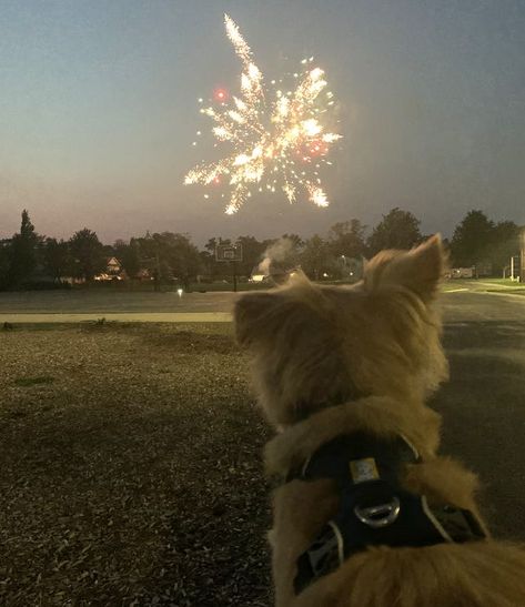 Here's How to Keep Your Dog Calm During July 4th Fireworks Check more at https://www.techonnews.net/heres-how-to-keep-your-dog-calm-during-july-4th-fireworks/ Dog Scared Of Fireworks, Cat Fireworks, Dogs And Fireworks, Belgian Sheepdog, Diwali Pictures, Dog Filter, Medication For Dogs, July Fourth, Calm Dogs