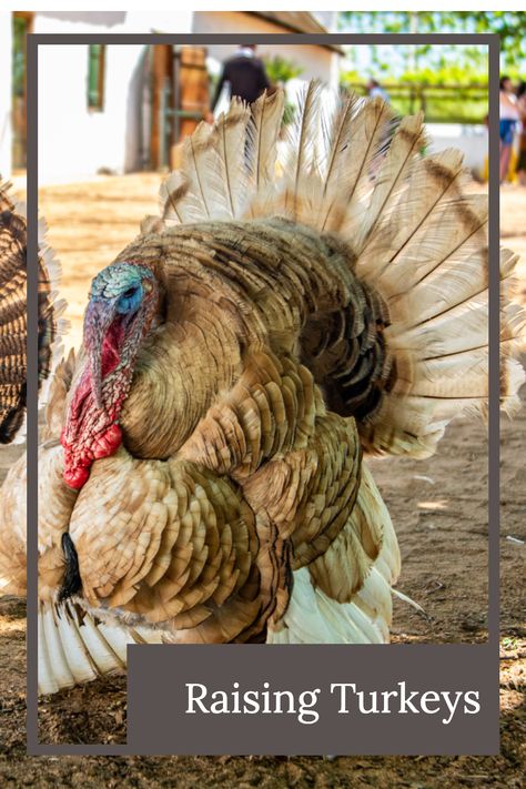 Are turkeys hard to raise?  Should you raise turkeys?  Learn about raising and caring for turkeys, butchering, processing and cooking turkeys. Raising Heritage Turkeys, Raising Turkeys For Meat, Yard Planning, Turkey Breeds, Bronze Turkey, Chocolate Turkey, Raising Turkeys, Baby Turkey, Turkey Time