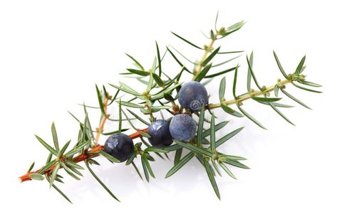 Juniper berry. On a white background , #Ad, #berry, #Juniper, #background, #white #ad Juniper Bush, Juniper Berry Essential Oil, Juniper Tree, Christmas Tree Background, Pet Resort, Cute Christmas Tree, Juniper Berry, Tree Painting, Pretty Colours