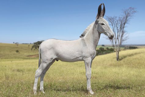 Pega donkey, or Portuegese/Spanish donkey. Goodness, those ears!!! Pega Donkey, Donkey Breeds, Three Animals, Muar, Photo Animaliere, A Donkey, All The Pretty Horses, Clydesdale, Rare Breed