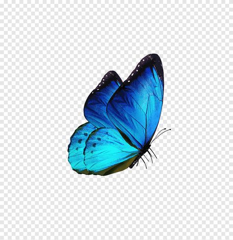 Butterfly Aesthetic Drawing, Green Butterfly Aesthetic, Blue Butterfly Drawing, Morpho Azul, Butterfly Clipart Png, Karner Blue Butterfly, Blue Green Butterfly, Orange And Black Butterfly, Glasswing Butterfly