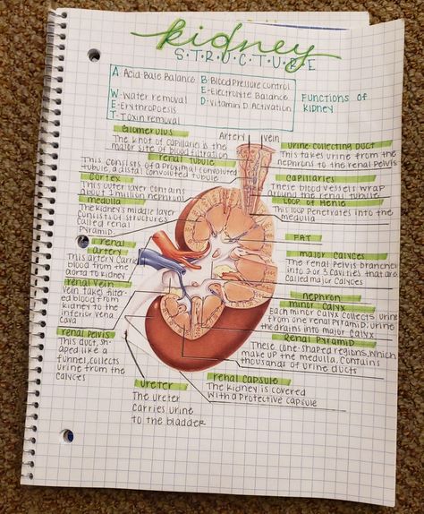 #kidney #kidneystructure #anatomy #physiology #school #college #health #Healthcare #nursing #notes #takingnotes #happynotes #funnotes #notesongraphpaper Kidney Structure, Nurse Study, Nursing School Motivation, Nurse Study Notes, Nursing Student Tips, Med School Motivation, Medical Student Study, Nursing School Survival, Nursing School Studying