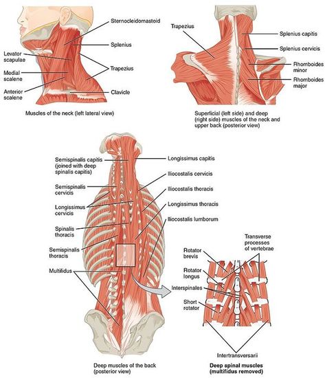 Muscles Of The Head, Back Anatomy, Neck Muscle Anatomy, Autogenic Training, Muscle Diagram, Head Muscles, Muscles Of The Neck, Gross Anatomy, Anatomy Physiology