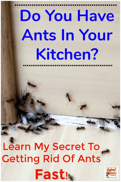 Do you have ants in the kitchen or other parts of your house? Want to know the secret to getting rid of ants fast? Learn how to get rid of ants naturally in this post. #pestcontrol #ants #bugspray #insectrepellent From HybridRastaMama.com Ants In Kitchen, Kitchen Ants, Home Remedies For Ants, Ant Remedies, Ant Killer Recipe, Homemade Ant Killer, Ant Spray, Eclectic Glam, Tiny Ants