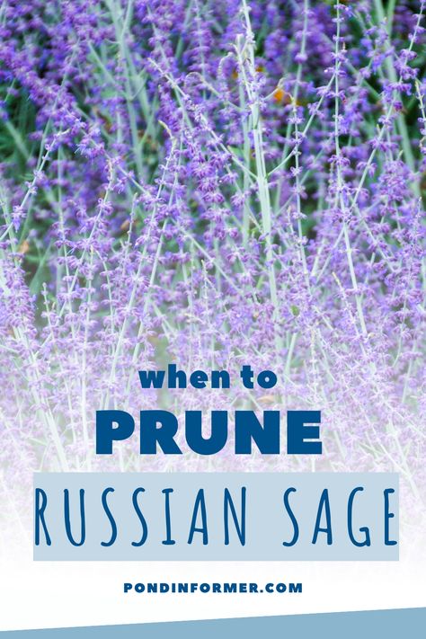 Wondering when to prune your Russian sage for maximum beauty? Our guide provides all the answers! Learn the ideal timing and techniques for pruning Russian sage plants to promote vigorous flowering and lush foliage. Elevate your garden with healthy, flourishing Russian sage plants. #RussianSagePruning #GardenTips #PlantCare #GardenTransformation #Pruning How To Prune Russian Sage, Russian Sage Denim And Lace, Pruning Russian Sage, Russian Sage Bouquet, Pruning Sage Plants, Russian Sage Care, Russian Sage Companion Plants, Russian Sage Landscaping, Sage Plants