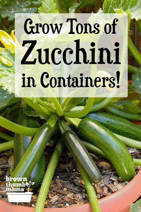 Yes, you can grow zucchini or summer squash in pots or containers! This family favorite is easy to grow and will give you a huge harvest. Here’s everything you need to know to grow zucchini in containers. Vegetables In Containers Growing, Veg In Pots, Gardening In Containers Vegetable, How To Plant Vegetables In Pots, Veggie Garden Pots, Container Food Gardening, Growing Veggies In Containers, Best Vegetables To Grow In Containers, Planting In Containers Outdoor