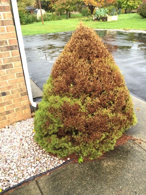 Problems With Dwarf Alberta Spruce - http://www.gardenanswers.com/trees/problems-with-dwarf-alberta-spruce/ Alberta Spruce Landscaping, Slope Backyard, Home Made Fertilizer, Hillside Gardening, Shrubs For Landscaping, Alberta Spruce, Household Cleaning Products, Norway Spruce, Spider Mites