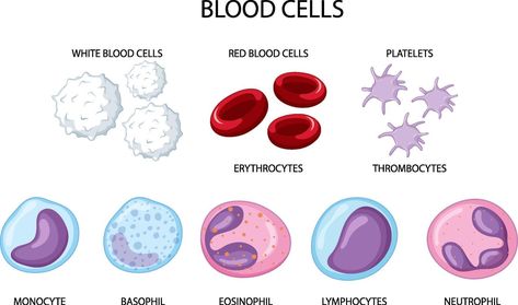 Type of human blood cells on white background White Blood Cells Drawing, Types Of Blood Cells, Cell Diagram, Blood Components, Cells Project, Med Vet, Types Of Humans, Lab Week, Party Horns