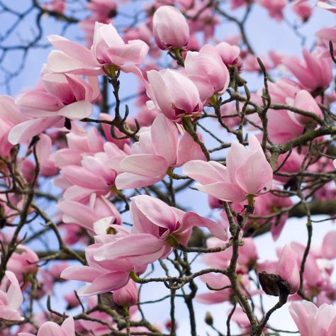 Flowers In House, Magnolia Aesthetic, Flower Widget, Sympathy Plants, Series On Netflix, Sweet Magnolias, Pink Magnolia, Magnolia Flowers, Flower Colors