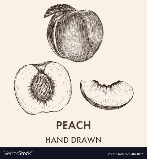 Peach Drawing Realistic, Peaches Sketch, Nectarine Tattoo, Nectarine Drawing, Fruit Sketch Drawing, Peaches Drawing, Fruit Sketches, Fruits Sketch, Peach Sketch