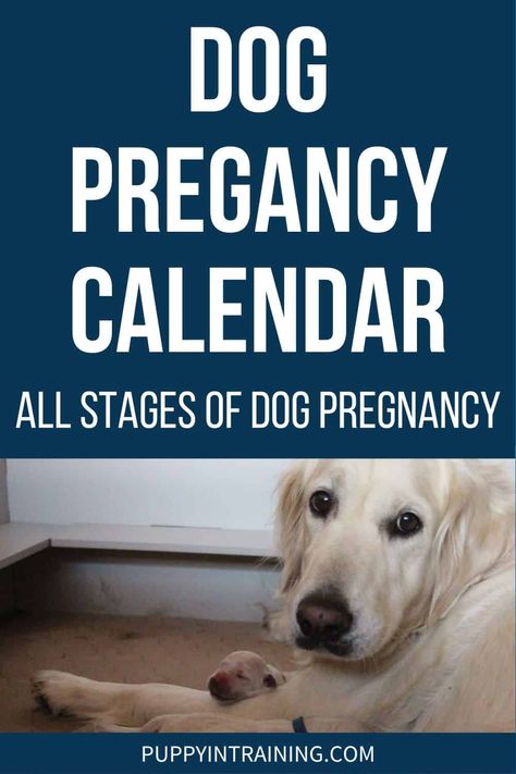 Dog Pregnancy Calendar - Stages Week By Week - Golden Retriever mama feeding her newborn puppies. - Use this dog pregnancy calendar to understand canine gestation and get a weekly timeline from the moment your dog conceives until she gives birth. Breeding Golden Retrievers, Dog Pregnancy Stages, Dog Having Puppies, Dog Breeding Business, Whelping Puppies, Dog Birth, Dog Pregnancy, Dog Temperature, Shorthair Pointer