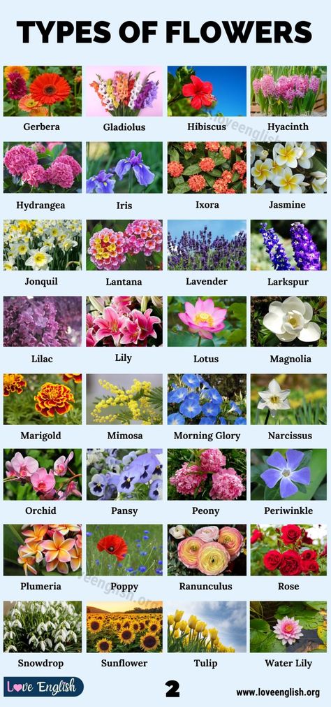 Types of Flowers: 70 Different Types of Flowers in the World - Love English All Flowers Name, Pretty Flower Names, Flower Pic, Different Kinds Of Flowers, Flower Chart, Flower Types, Arum Lily, Flower Identification, Woodland Flowers