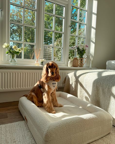 Check out Rupert in his medium size luxury cream bouclé dog bed. The bouclé fabric is made from curly, looped yarn that creates a textured, plush surface. This material is not only trendy in home decor but also perfect for offering your dog a warm, comfortable space to relax throughout the winter months.❄️ It’s durable, easy to clean nature makes it ideal for everyday use and the stylish appearance fits beautifully into modern or minimalist home aesthetics. Dont forget to check out the bea... Boucle Dog Bed, Cute Dog Beds For Big Dogs, Aesthetic Dog Bed, Solo Apartment, Cute Dog Beds, Bed Nook, Aesthetic Dog, Cozy Dog Bed, Comfortable Space