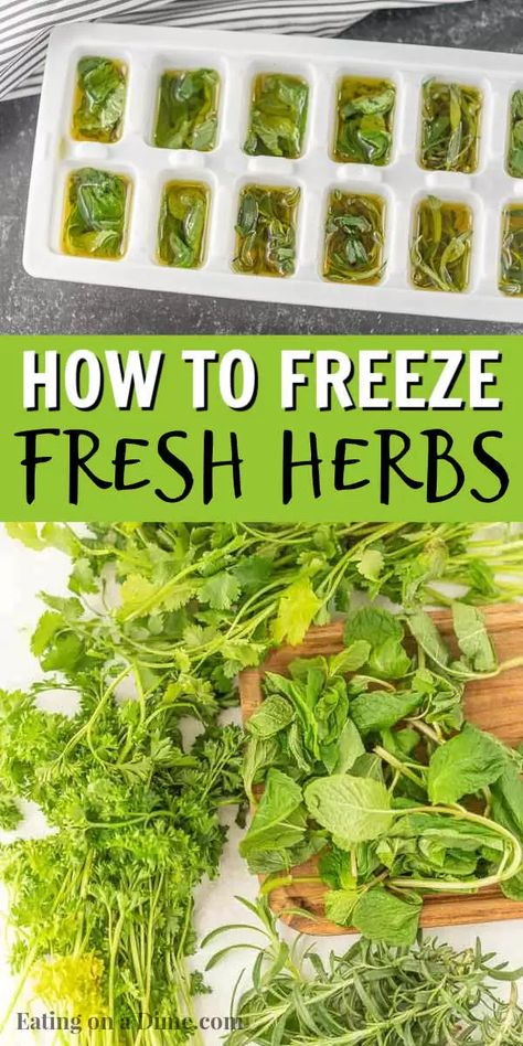 How to freeze herbs in olive oil with ice cube trays so you can enjoy fresh herbs year round. Freezing herbs are easy to do with this simple trick. You’ll love this easy freezing tip! #eatingonadime #freezingtips #freezingherbs Freezer Preserving, Freeze Fresh Herbs, Preserving Basil, Freezing Fresh Herbs, Preserve Fresh Herbs, Store Fresh Herbs, Drying Fresh Herbs, Preserving Vegetables, Allotment Garden