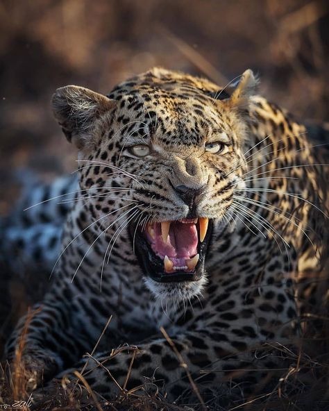 BIG CATS WILDLIFE on Instagram: “Great capture 📸 of an African Leopard in South Africa. . . 📷 Photo by @zali_photo . . Males Leopards 🐆 are usually much larger and…” Leopard Photography, South Africa Animals, Leopard Pictures, African Lodges, African Leopard, Animal Photography Wildlife, Africa Animals, Most Beautiful Animals, Cat Photography