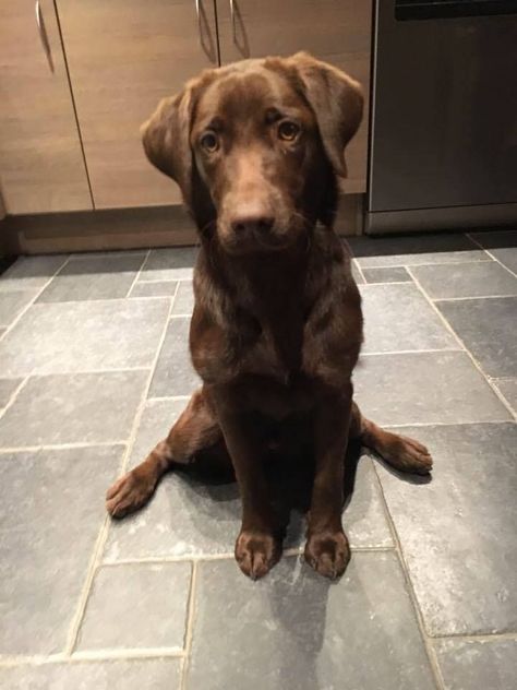 Chocolate Labradoodle Puppy, Chocolate Labradors, Christmas Puppies, Brown Labrador, Chocolate Lab Puppies, Chocolate Labrador Retriever, Really Cute Puppies, Chocolate Labrador, Cute Little Puppies