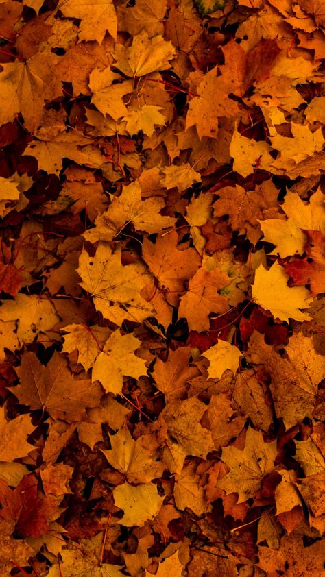 Autumn Wallpaper Hd, Prancis Paris, Fall Background Wallpaper, Fall Backgrounds Iphone, Theme Iphone, Iphone X Wallpaper, Fall Lovers, X Wallpaper, Wallpaper Fall