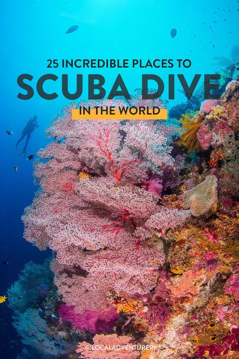 25 incredible places to scuba dive in the world title over photo of Tubbataha reef in Palawan Philippines Best Places To Scuba Dive, Best Scuba Diving Destinations, Move To A New City, Things To Do In Portland, Things To Do In Atlanta, Nurse Shark, Cocos Island, Best Road Trips, Gili Island