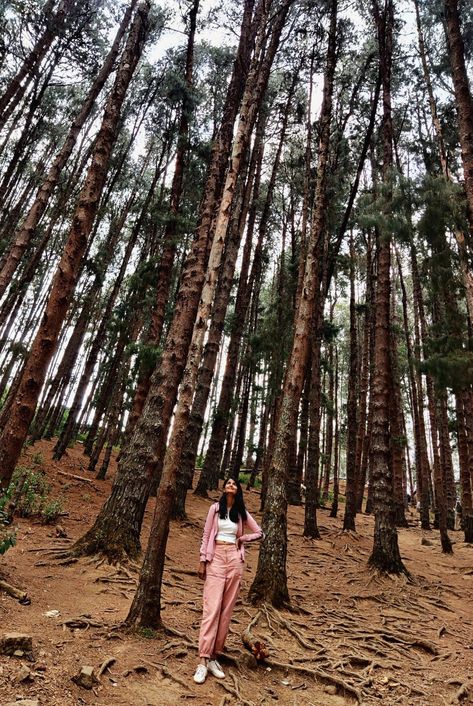 Ooty Travel | Women poses | Travel pose | In the woods | Travel Outfit | Prutha Shah #art #travel #stylehacks #diy #travelpose #womenoutfit #casualoutfit #travelwear #pinetrees #photography Araku Valley Photoshoot, Kodaikanal Outfit Ideas, Trip Photo Poses, Alleppey Photography Poses, Ooty Photography Poses, Travel Pictures Poses Mountains, Photography Poses In Ooty, Photo Pose In Forest, Hills Station Photography Poses