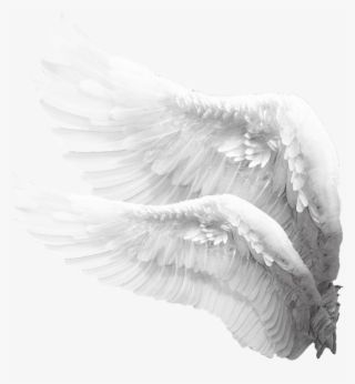 @𝐯𝐚𝐥𝐟𝐢𝐞𝐧 Angel Wings Png, Angel Clipart, Wings Png, White Angel Wings, Wings Drawing, Wings Art, Angel Aesthetic, White Angel, Feather Wings