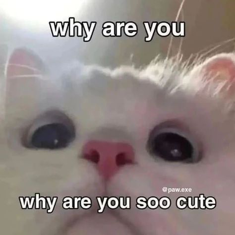 Kiss Stickers Whatsapp, Cat Reaction, Meme Format, Silly Cars, Cat Text, Reaction Photos, Gf Memes, Mood Memes, Relationship Pics