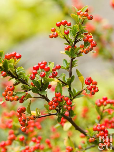 The dense, thorny branches of this semi-evergreen to evergreen shrub provide good shelter and nesting places as well as berries. A dense covering of red-orange berries wrap firethorn's (Pyrancantha spp.) branches in the fall, adding fall color that adds winter interest to the garden. The berries are preceded by white flowers in summer. Zones 7-9 Hiraeth Aesthetic, Mum Painting, Plate Sketch, Fruit References, Plant Reference, Fruit Branch, Floral Photos, Red Twig Dogwood, Botanical Inspiration