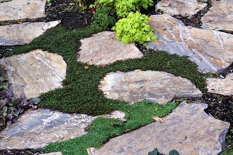 Corsican mint planted between stepping stones. Walking on Corsican mint releases its minty fragrance. Mint Ground Cover, Corsican Mint, Groundcover Plants, Dianthus Flowers, Growing Mint, Raised Garden Bed Plans, Mint Plants, Flower Guide, Ground Cover Plants