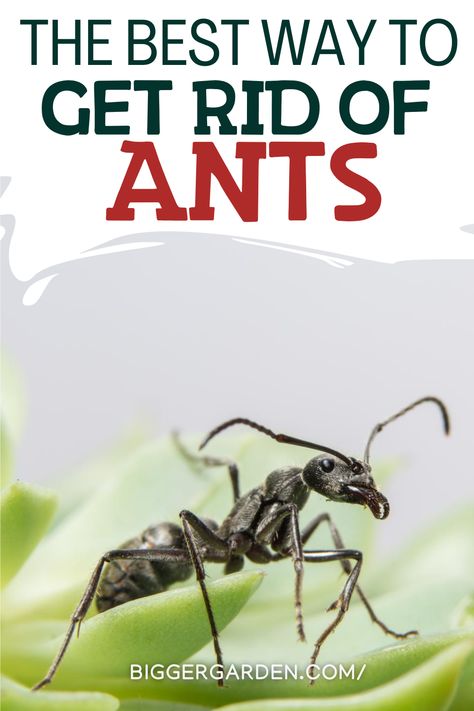 Stop Overspending on Ant Traps—Make Your Own for 2 Cents! Discover how to create Ant Bait Homemade, Diy Ant Trap Indoor, and Homemade Ant Trap For Inside. Learn to use Ant Bait Borax Sugar, Homemade Ant Killer For Inside, and Homemade Ant Killer For Outside. Explore Ant Trap Diy ideas, Ant Traps Homemade solutions, and Diy Ant Killer Indoor methods. Homemade Ant Trap For Inside, Ant Trap Diy, Diy Ant Trap, How To Make Traps, Ants Activities, Ant Bait, Green Laundry, Get Rid Of Ants, Garden Pest Control