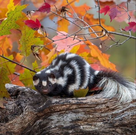 𝐒𝐤𝐮𝐧𝐤 Spotted Skunk, Share Photos, Wildlife Photography, A Photo, Photo Sharing, Cute Animals, Sign Up, Animals, Nature