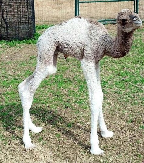 james 1997 they/she/he Leg Art Reference, Goat Leg, Baby Camel, Leg Art, Fuzzy Wuzzy, Happy Pictures, Cute Piggies, Rare Animals, Cute Animal Pictures