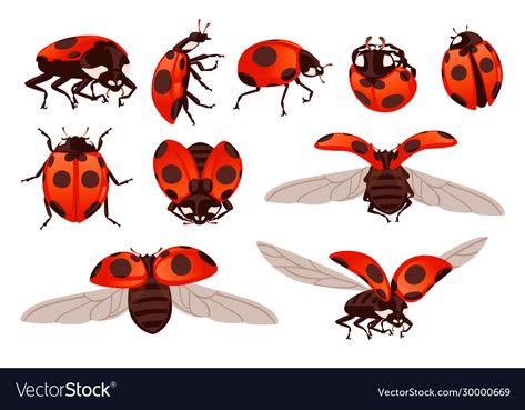 Ladybug With Wings Open, Ladybug Flying Drawing, Ladybug Flying, Flying Beetle, Beetle Cartoon, Ladybug Illustration, Ladybug Drawing, Ladybug Beetle, Ladybug Wings