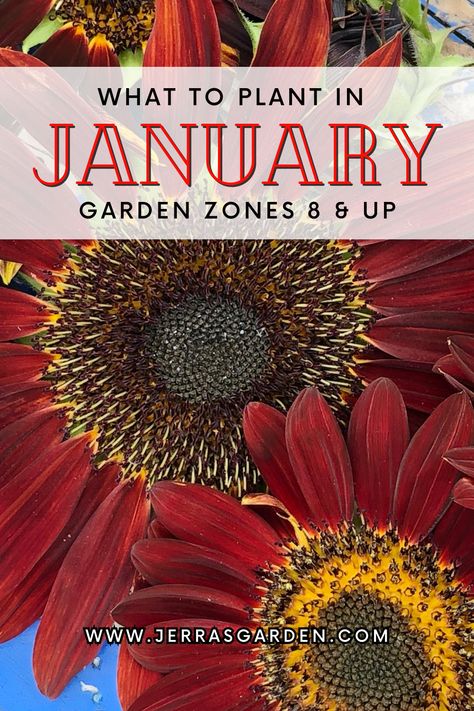 Comprehensive list of all the things you can plant or start from seed during the month of January for USDA garden zones 8-11. Winter can still produce a lot of food if your located in a zone with mild winters. Plus, follow my tips on each crop to maximize vegetable, herb, and flower production. #january #springgarden #gardeningtips #garden #gardeninspiration #homestead #urbanfarm #vegetablegarden #eatwhatyougrow What To Plant In January Zone 9, What Seeds Can You Start Indoors In January Zone 9, Vegetables To Plant In January, Flowers To Plant In January, What To Plant In January In Zone 8, Zone 11 Gardening, January Gardening Checklist, Winter Crops To Plant, Zone 9 Flowers