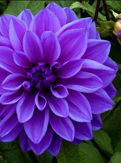 Purple Dahlia Purple Stuff, Most Beautiful Flowers, Purple Love, Dahlia Flower, All Things Purple, Flower Border, Bulb Flowers, Purple Aesthetic, Purple Flower