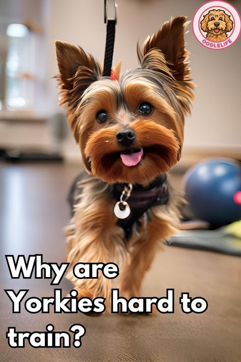 Discover if Yorkies are difficult to train and how to make it easier. Practical advice and proven methods for successful training. 🐶❤️ Tap to learn more! Yorkie Haircut Teddy Bear, Yorkie Terrier Puppy, Yorkie Puppy Training, Yorkie Training, Yorkie Grooming, Grooming Yorkies, Yorkshire Terrier Grooming, Parti Yorkie, Mini Yorkie