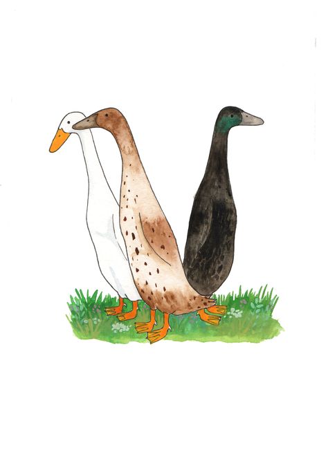 Runner Ducks Drawing, Runner Duck Painting, Indian Runner Duck Drawing, Runner Duck Illustration, Runner Duck Art, Runner Duck Tattoo, Runner Duck Drawing, Cute Duck Painting, Duck Painting Easy