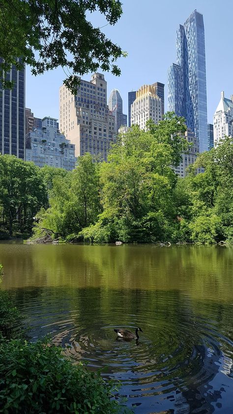 Central Park New York Background New York, Central Park Aesthetic, Central Park View, New York Vibes, Ny Trip, Nyc Park, Nyc Aesthetic, New York Central, New York Photos