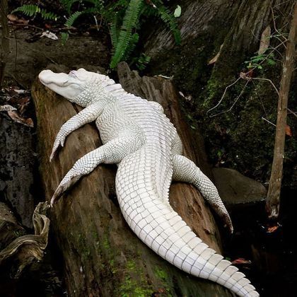 10 Amazing Albino Animals Albino Alligator, Rare Albino Animals, White Alligator, Popular Images, Albino Animals, Cute Reptiles, Rare Animals, White Sea, Crocodiles