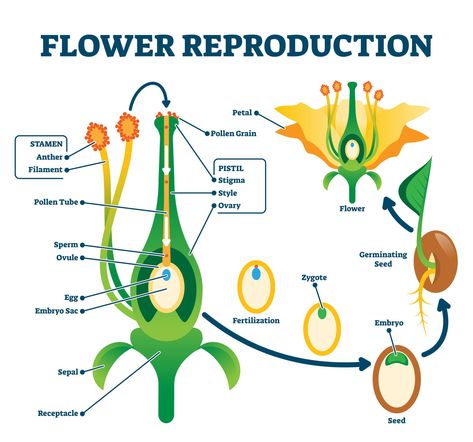 Diagram showing plant reproduction by pollination. Make a model of a flower to learn about pollination. Flower Reproduction, Biology Plants, Plants Worksheets, Flower Structure, Plant Structure, Biology Facts, Flower Model, Biology Lessons, Science Notes