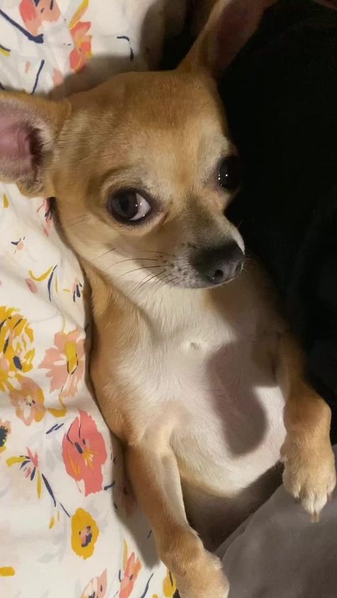 Chihuahua Owner, Baby Chihuahua, Cute Chihuahua, Really Cute Dogs, Animal Room, Chihuahua Love, Chihuahua Dog, Chihuahua Puppies, Cute Funny Dogs