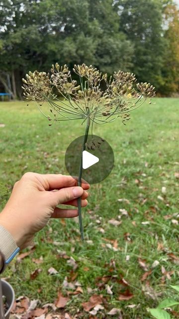 Collins Country on Instagram: "Harvesting Dill Seeds!!! 

It’s that easy! Now I have enough dill seeds for the whole state of Kentucky and I only harvested about 10% of the dill seeds haha. Happy homesteading! 

#dill #herbgarden #herbgardening #gardening #homestead #gardeningtips #seedsaving" Harvesting Dill, Dill Seeds, Seed Saving, Herb Garden, Gardening Tips, Kentucky, The Whole, Sustainability, Seeds